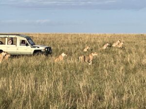 Lions in Maasai mara