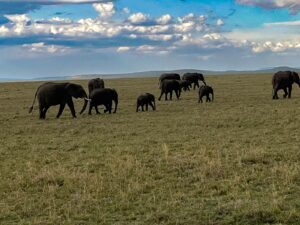 elephants in Maasai mara