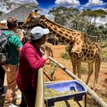 The Giraffe Centre: A Sanctuary for the Majestic Rothschild’s Giraffe