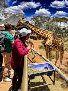 Giraffe center Nairobi Kenya