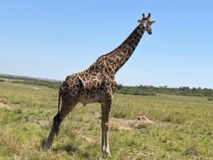 Girrafe in Maasai mara shot by Nancy Wachira