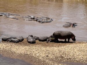 Hippopotamus in Maasai mara shot by Nancy Wachira