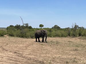 Elephants in Maasai mara shot by Nancy Wachira