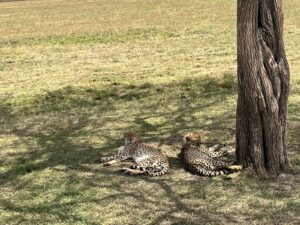 cheetahs in Maasai mara shot by Nancy Wachira